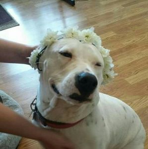 Oh Happy Day to you from our fur-baby, Luna!